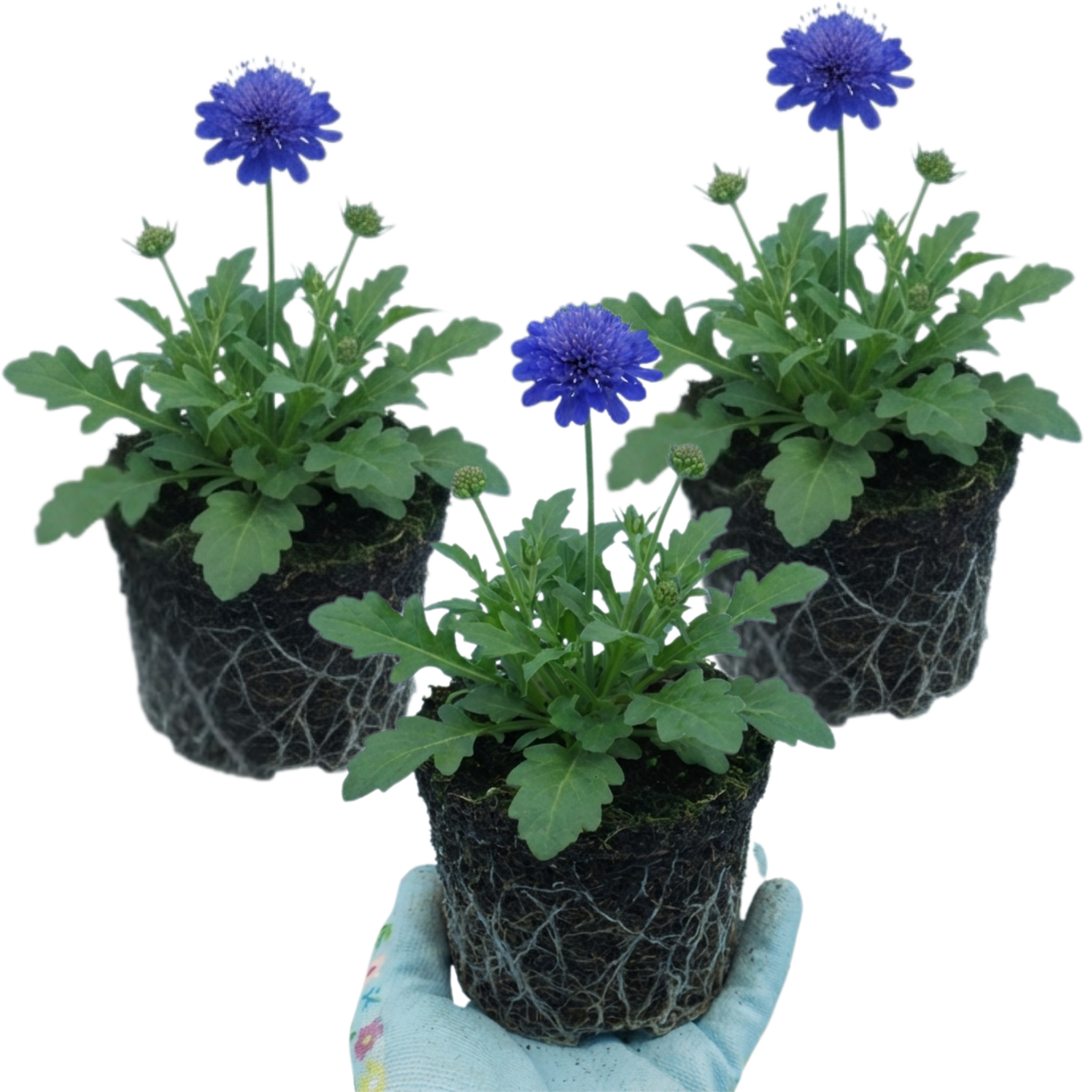 Scabious Blue Note Hardy Perennial Plants, Bee Friendly Pincushion Flower, Litre Root Ball