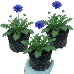 Scabious Blue Note Hardy Perennial Plants, Bee Friendly Pincushion Flower, Litre Root Ball