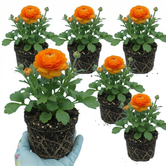 Rannunculus Vortex Orange, 10.5 cm