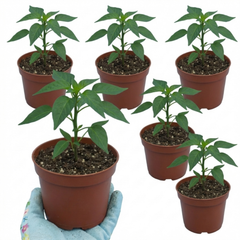 Chilli Pepper Plants - Thai Dragon, Ready to Plant in Your Garden