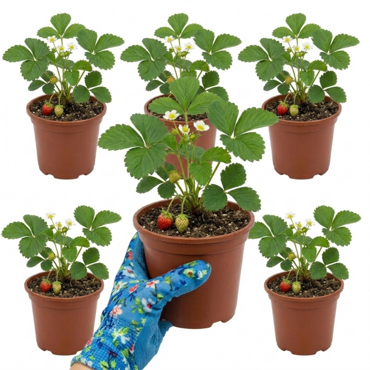 Strawberry Delizz Variety, Outdoor Garden Ready, 1L