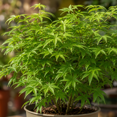 3 Litre Green Leaf Acer Tree, Nursery Pots, Outdoor Garden