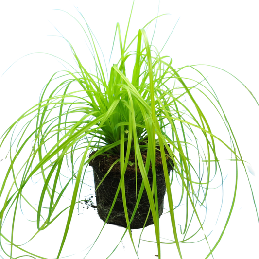 Carex Everillo