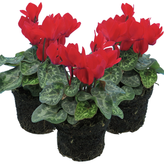 Cyclamen Red 10.5cm
