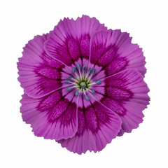 Set of 3 or 6 Large Plants - Dianthus Oscar Purple Star, Outdoor Garden Ready