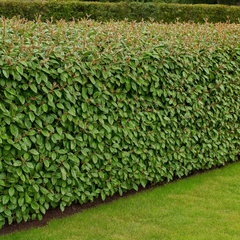 Elaeagnus Crispy | 3L Pot