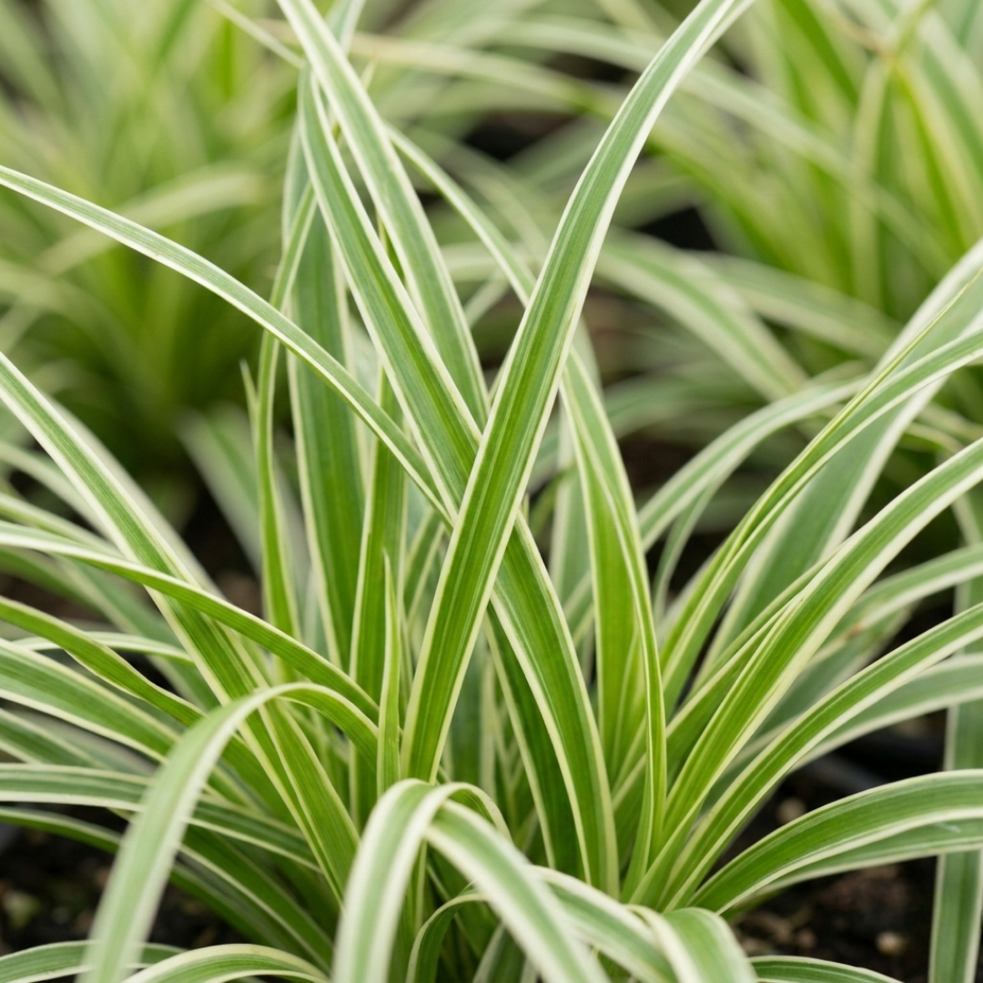 1 Large Plant - Everest Carex Ornamental Grass, Outdoor Garden Ready Sedge