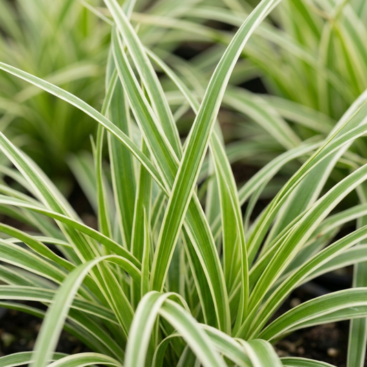 1 Large Plant - Everest Carex Ornamental Grass, Outdoor Garden Ready Sedge
