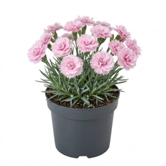 1 Cottage Pinks Dianthus Candy Floss Plant, Summer Flowering Perennial, 17cm Root Ball