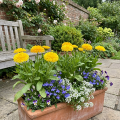 Calendula ‘Fiesta Yellow’, Ready to Plant