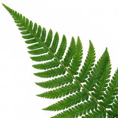 Set of 3 or 6 Soft Shield Fern Polystichum Setiferum Plants, Hardy Evergreen Shade Perennials, 1 Litre Root-Ball