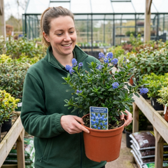 Ceanothus Yankee Point California Lilac Plant, Blue Flowering Evergreen Shrub, 3L Root-Ball