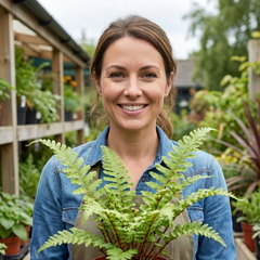3 Large Plants - Scaly Male Fern Dryopteris Cristata, Outdoor Garden Ready, 1L