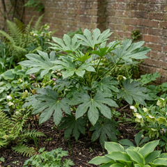 Fatsia Japonica Japanese Aralia Plant, Hardy Evergreen Shade Loving Shrub, 7.5 Litre Root-Ball
