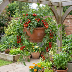 Tomato Tumbling Tom Variety, Outdoor Garden Ready, 10.5 cm