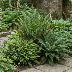 3 Large Plants - Soft Shield Fern Grower’s Mix, Ready to Plant in Your Garden
