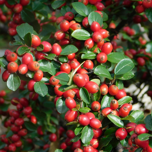 Cotoneaster Horizontalis