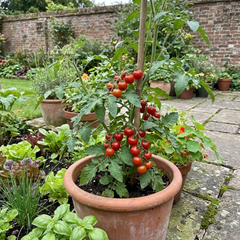 Set of 3 or 6 Large Plants - Tomato Crokini Variety, Ready to Plant in Your Garden