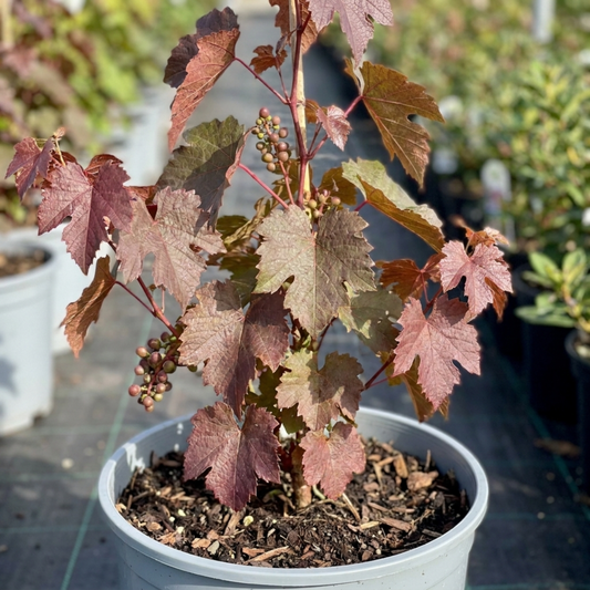 1 Vitis Strawberry Wine Grape Vine Plant, Hardy Outdoor Garden Ready, 3 Litre Root-Ball