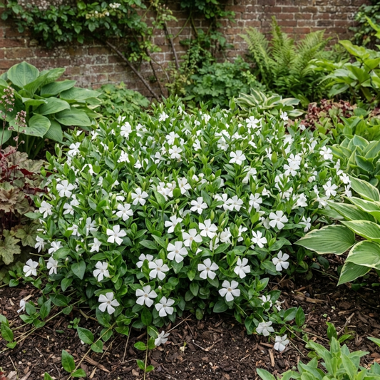 Vinca Minor Gertrude Jekyll Plant, Hardy Evergreen Periwinkle Ground Cover, 17cm Root-Ball