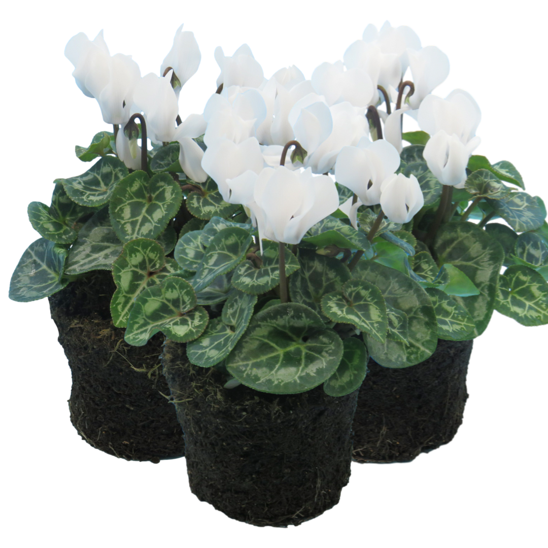 Cyclamen White | 3 or 6 1L Pots