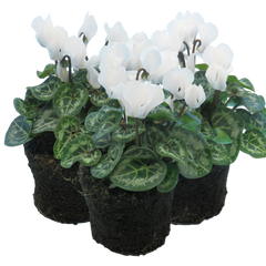Cyclamen White | 3 or 6 1L Pots
