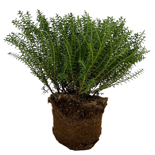 Hebe New Zealand | 2L Pots