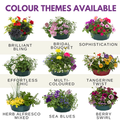 7 Colour Coordinated Plants - Berry Swirl Theme Speedplanter, Garden Ready