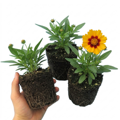 Coreopsis Presto Hardy Perennial Plants, Golden Yellow Summer Flowering, Outdoor Garden Ready, 1 Litre Root Ball