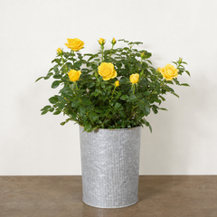 3Ltr Patio Rose Bush, Nursery Pots, Garden Ready
