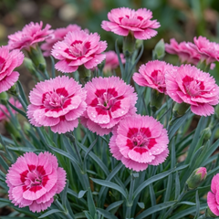 Set of 3 or 6 Carnation Oscar Pink Heart Plants – Fragrant Hardy Perennial Dianthus, Garden Ready, 10.5cm Root-Ball