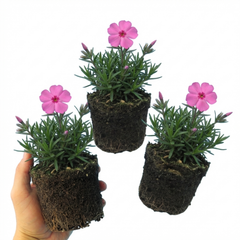 Set of 3 or 6 Phlox ‘Fabulous Rose’ Hardy Perennial Plants, Fragrant, Bee Friendly, Summer Flowering, Outdoor Garden Ready, 1 Litre Root-Ball