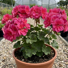 1 Geranium Calliope Deep Rose, Premium Large Flowering Summer Bedding Plant, 5L Root-Ball