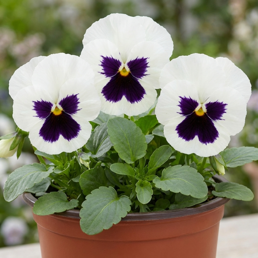 Pansy White with Blotch Plants, Hardy Spring & Autumn Flowering Bedding, Litre Root Ball