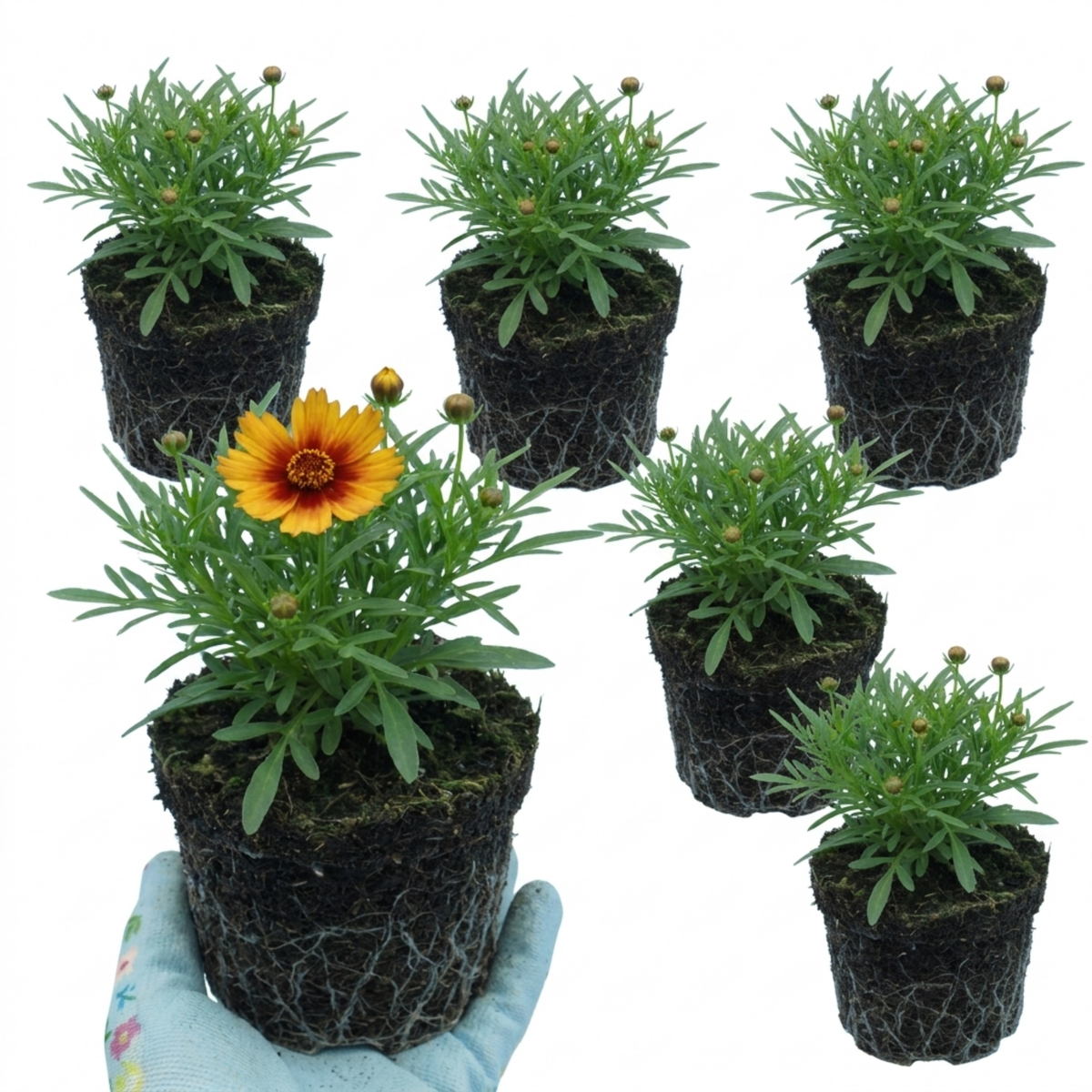 Coreopsis Uptick Gold Bronze Hardy Perennial Plants, Bee Friendly Summer Flowering, 1 Litre Root Ball