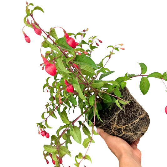 Fuchsia Snowcap