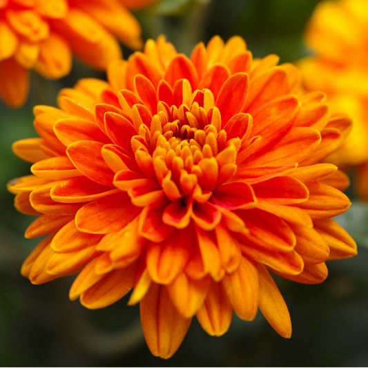 Chrysanthemum Orange | 3 or 6 1L Pots