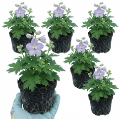 Delphinium Lilac Rose White Bee Hardy Perennial Plants, Summer Flowering Cottage Garden Plants, Outdoor Garden Ready, 1 Litre / 11cm Root-Ball