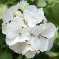 Pelargonium Toscana Smart Jenny | 3 or 6 1L Pots