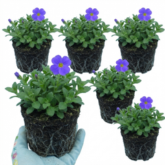 Aubrieta Kitte Blue, Ready to Plant in Your Garden, 1L