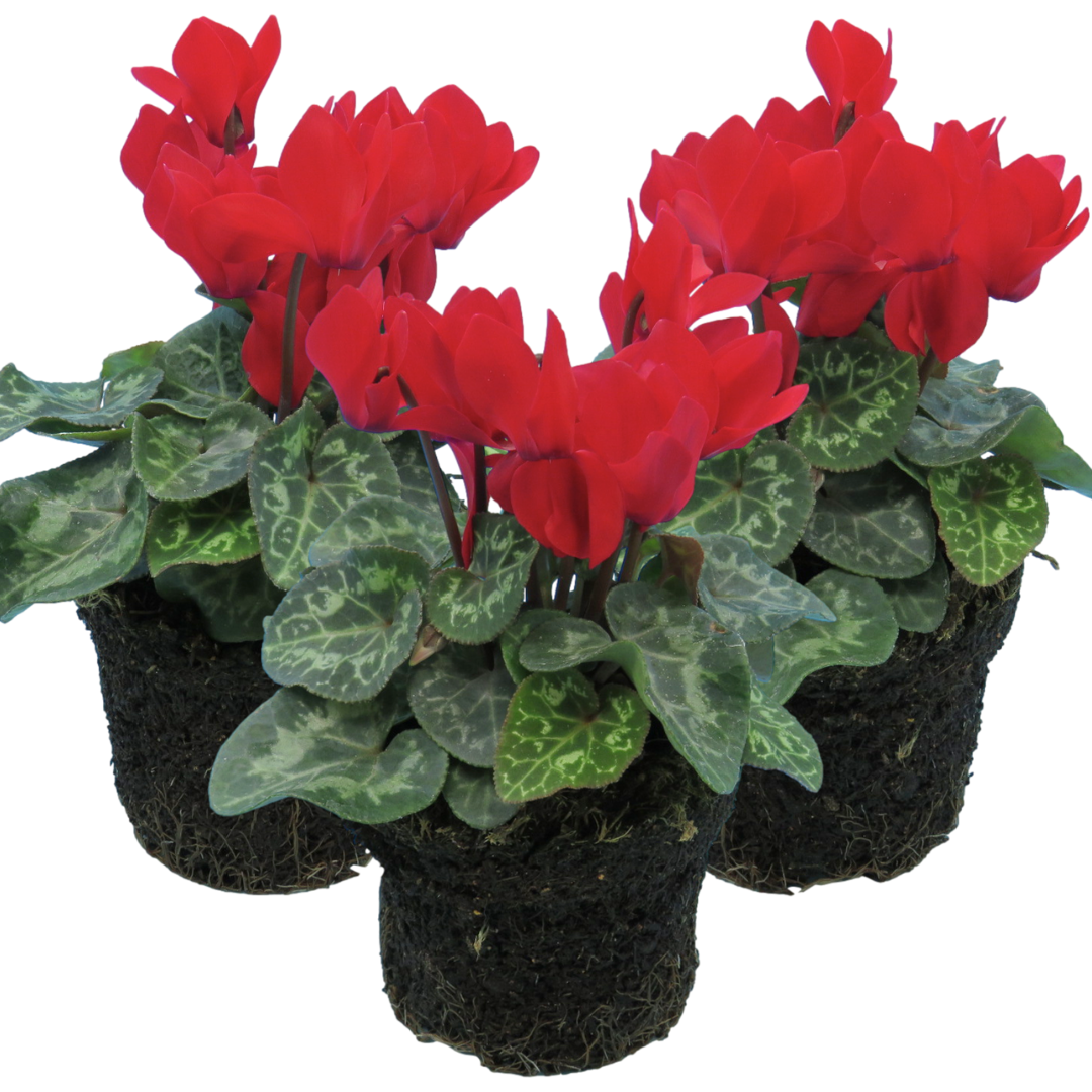 Cyclamen Red | 3 or 6 1L Pots
