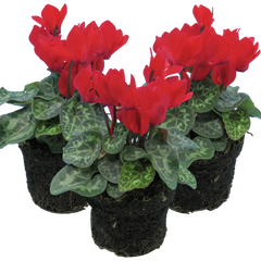 Cyclamen Red | 3 or 6 1L Pots
