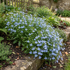 Set of 3 or 6 Large Lobelia Plants - Hot WaterBlue Improved, Ready to Plant in Your Garden