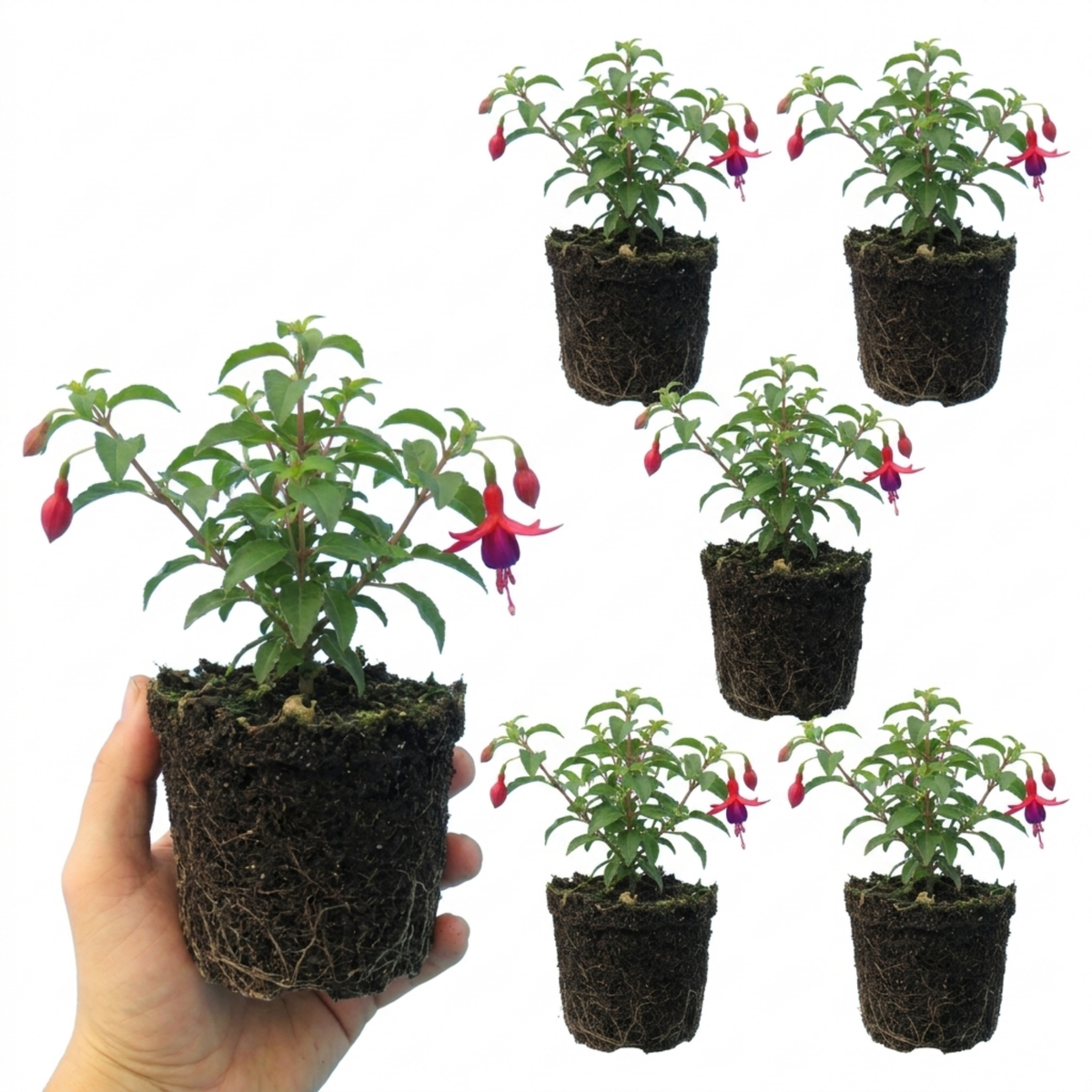 Set of 3 or 6 Large Plants - Fuchsia Tom Thumb, Ready to Plant in Your Garden, 1L Rootballs