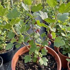 Gooseberry Murcurines Plant, Self Fertile Hardy Fruit Bush for Garden, 17cm Root-Ball