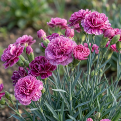Pink Purple Carnation, Ready to Plant in Your Garden, 10.5 cm