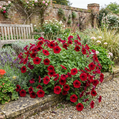 Set of 3 or 6 Large Plants - Petunia Easy Wave Red, Outdoor Garden Ready