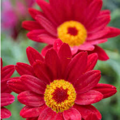 Argyranthemum Madeira Red | 3 or 6 1L Pots