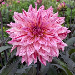 1 Large Plant - Dahlia Maggiore Fun Rose Bicolour, Ready to Plant in Your Garden