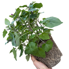 Senetti Pink Bicolour, Outdoor Garden Ready, 2L Pot